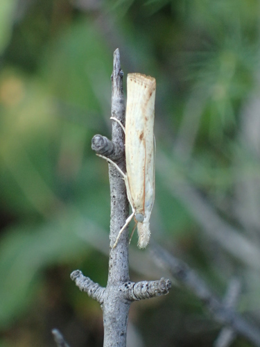 trávovec prúžkatý (Agriphila inquinatella)