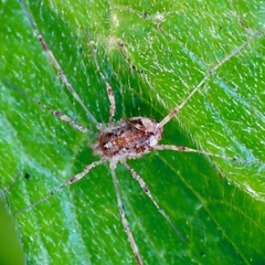 Paroligolophus