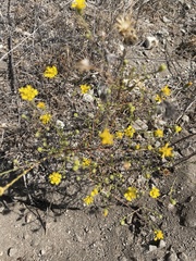 Lessingia glandulifera