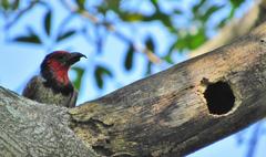 Lybius torquatus torquatus