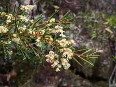 Acacia derwentiana