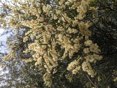 Acacia derwentiana
