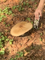 Agaricus nanaugustus