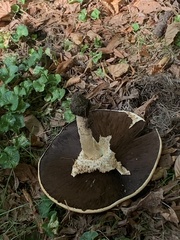 Agaricus nanaugustus