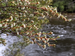 Spyridium ulicinum