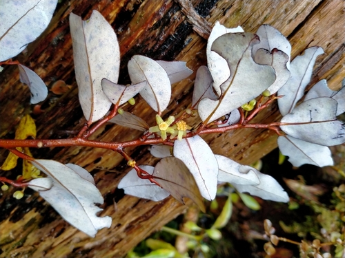 Horopita (Pseudowintera colorata)