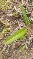 Stenomesson aurantiacum