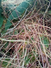 Cuscuta foetida