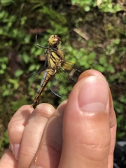 Sympetrum