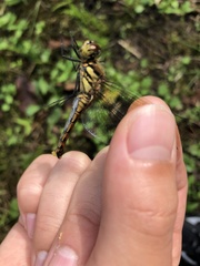 Sympetrum
