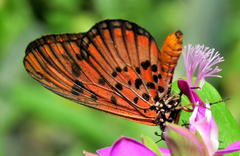Acraea petraea