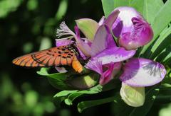 Acraea petraea