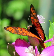 Acraea petraea