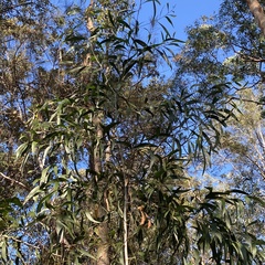 Acacia implexa