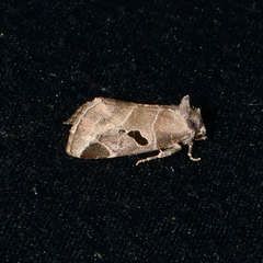 Plagiomimicus pityochromus