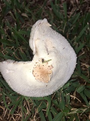 Chlorophyllum molybdites