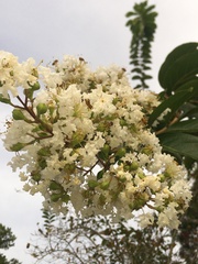 Lagerstroemia indica