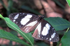 Amauris ochlea ochlea