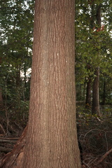 Quercus × heterophylla