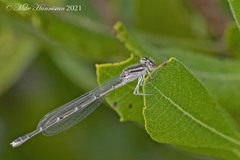Enallagma durum
