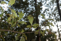 Quercus × heterophylla