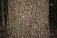 Quercus × heterophylla