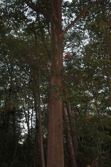 Quercus × heterophylla