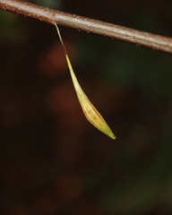 Callirhytis gallaestriatae