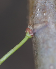 Callirhytis gallaestriatae