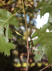 Callirhytis gallaestriatae