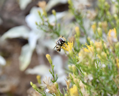 Copestylum fornax