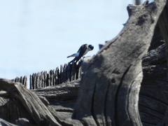 Tachycineta leucopyga