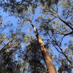 Eucalyptus punctata