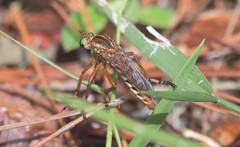 Diogmites crudelis