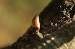 Andricus deciduatus