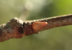 Andricus deciduatus