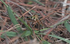 Diogmites crudelis