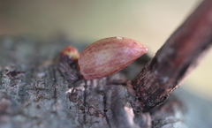 Andricus deciduatus