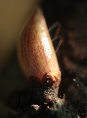 Andricus deciduatus