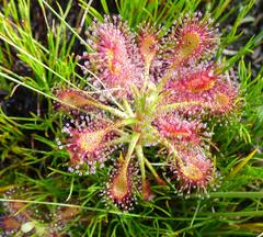 Drosera glabripes