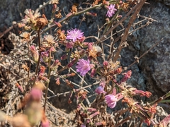 Stephanomeria cichoriacea