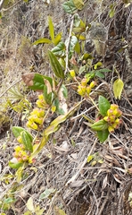 Macleania cordifolia