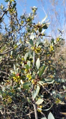 Berberis grevilleana