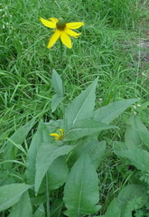 Rudbeckia californica