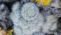 Mammillaria plumosa