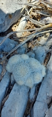 Mammillaria plumosa