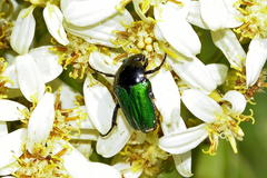 Leucocelis