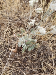 Eriogonum niveum