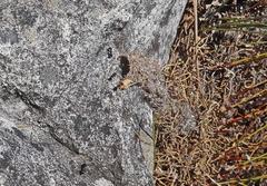 Myrmicaria nigra