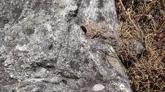 Myrmicaria nigra